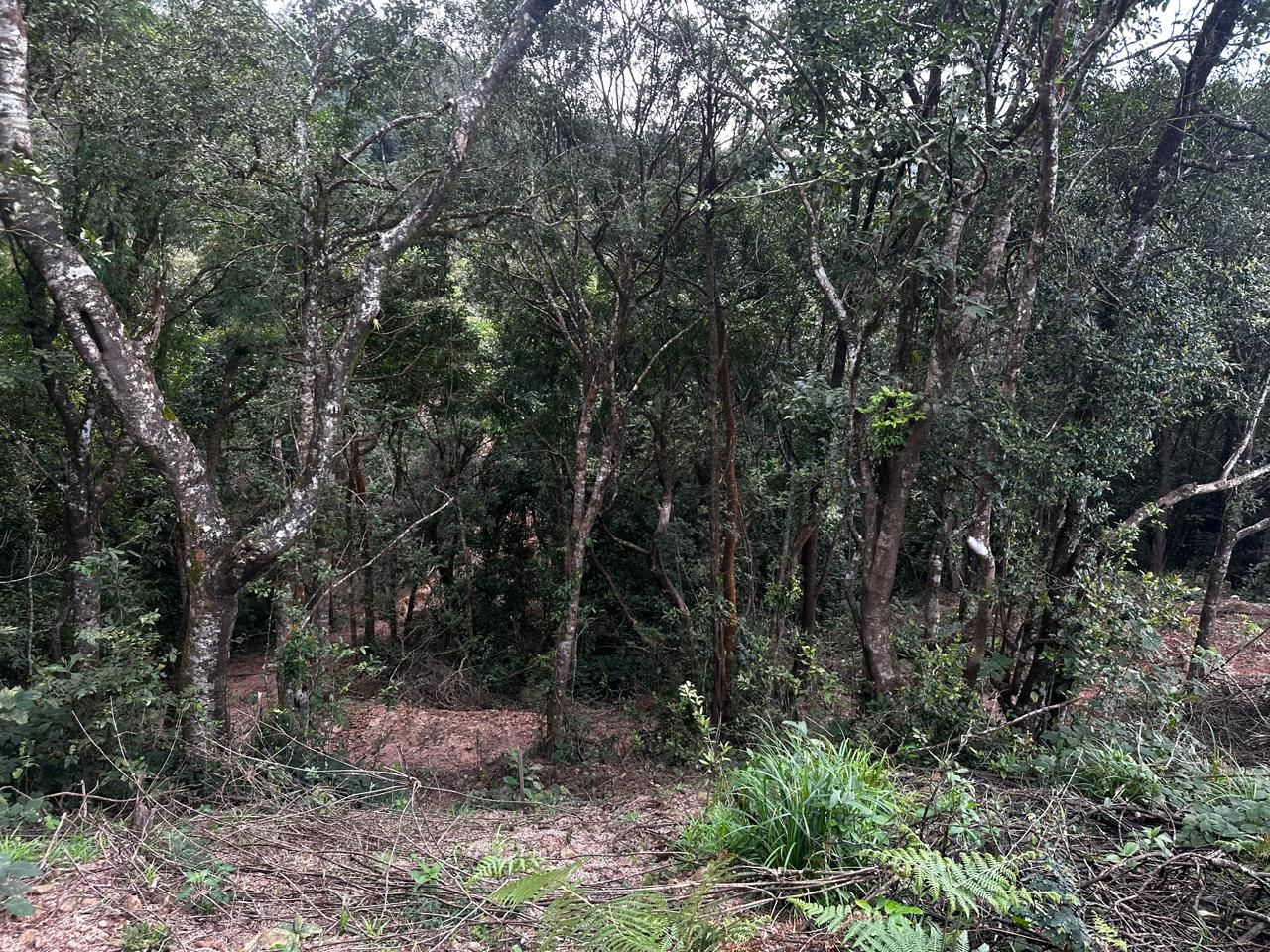 5 Acre Land for Sale – Devaramane, Mudigere (Chikkamagaluru District)